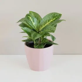 Aglaonema ‘Lemon Mint’