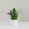 lopatkovec, lopatkovec wallisů, sparhyphyllum wallisii, nenáročná pokojová rostlina, rostlina vhodná do stínu, pokojový květ, pokojovka,