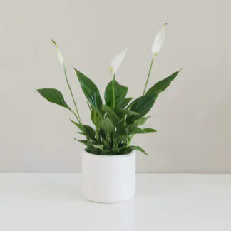 Lopatkovec / Spathiphyllum wallisii lopatkovec, lopatkovec wallisů, sparhyphyllum wallisii, nenáročná pokojová rostlina, rostlina vhodná do stínu, pokojový květ, pokojovka,