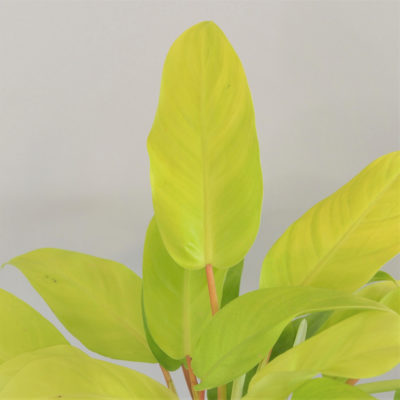 filodendron, philodendron, philodendron malay gold, raritní rostlina, sběratelská rostlina, exotická rostlina zlta rostlina plantizia