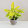filodendron, philodendron, philodendron malay gold, raritní rostlina, sběratelská rostlina, exotická rostlina zlta rostlina plantizia