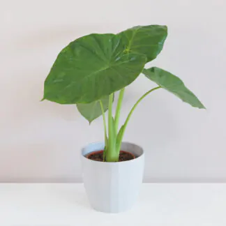 alokazia, alocasia, alocasia macrorrhiza, velkapokojová rostlina, pokojový květ
