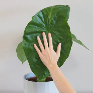 alokazia, alocasia, alocasia macrorrhiza, velkapokojová rostlina, pokojový květ