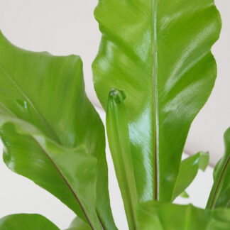 asplenium, asplenium nidus, vlhkomilná rostlina, rostlina do stínu, květ do stínu, pokojový květ, pokojová rostlina