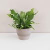 microsorum, microsorum musifolium crocodyllus, rostlina do stínu, květ do stínu, vlhkomilná rostlina, rostlina do koupelny, pokojovka, pokojová rostlina, pokojový květ