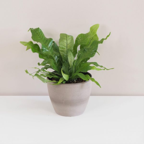microsorum, microsorum musifolium crocodyllus, rostlina do stínu, květ do stínu, vlhkomilná rostlina, rostlina do koupelny, pokojovka, pokojová rostlina, pokojový květ