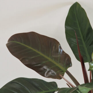 Philodendron ‘Imperial Red’ filodendron, philodendron, philodendron imperial red, raritní rostlina, sběratelská rostlina, exotická rostlina