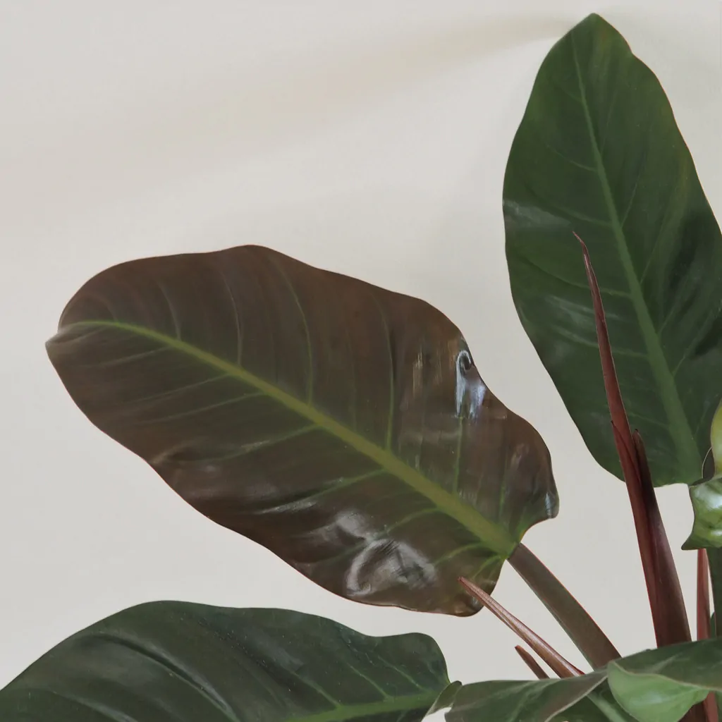 Philodendron ‘Imperial Red’ filodendron, philodendron, philodendron imperial red, raritní rostlina, sběratelská rostlina, exotická rostlina