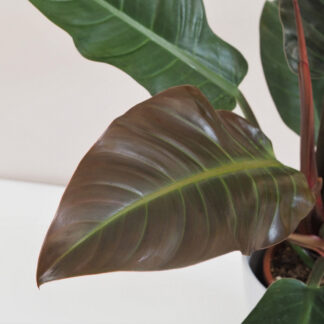 Philodendron ‘Imperial Red’ filodendron, philodendron, philodendron imperial red, raritní rostlina, sběratelská rostlina, exotická rostlina