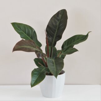 filodendron, philodendron, philodendron imperial red, raritní rostlina, sběratelská rostlina, exotická rostlina