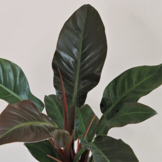 Philodendron ‘Imperial Red’ filodendron, philodendron, philodendron imperial red, raritní rostlina, sběratelská rostlina, exotická rostlina
