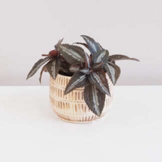 pilea, pilea spruceana silver tree, malá rostlina, pokojová rostlina, pokojový květ