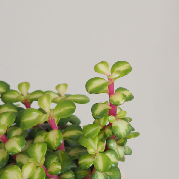 portulacaria, portulacaria afra variegata, barevný sukulent, zajímavý sukulent, nenaročná rostlina, ratslina na okno, rostlina na slunce