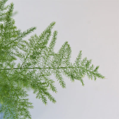 asparagus setaceus, asparagus plumosus, vlhkomilná rostlina, rostlina do stínu, pokojová rostlina, pokojový květ, pokojovka