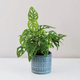 Monstera adansonii