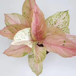 Aglaonema 'Bidadari'