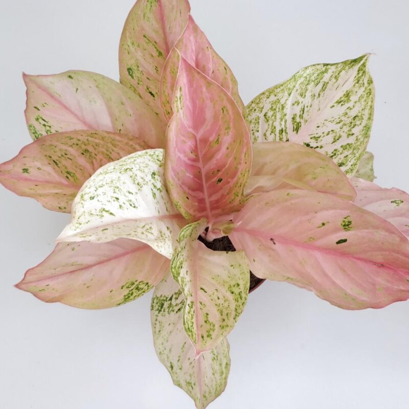 Aglaonema 'Bidadari'