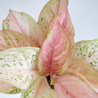 Aglaonema Bidadari ruzova pokojovka rostlina