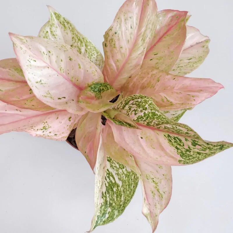 Aglaonema ‘Bidadari’ - Image 2