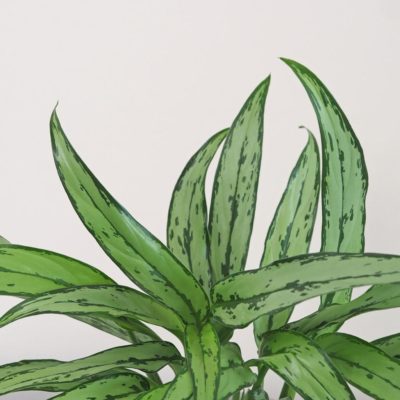 aglaonema cutlass nenarocná zelená pokojová rostlina plantizia