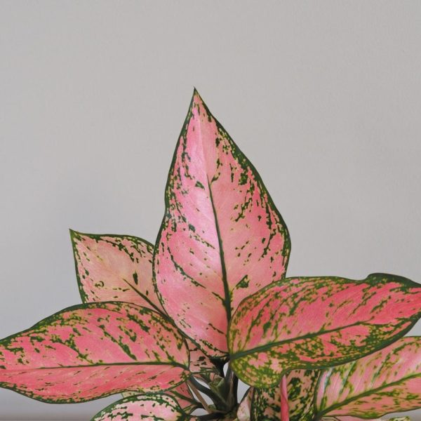 Aglaonema 'Lady Valentine' růžová rostlina