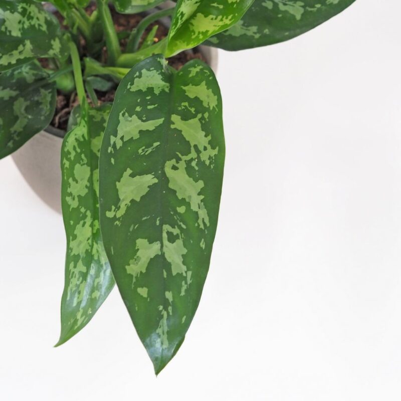 Aglaonema 'Maria' detail dopisu