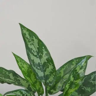 Aglaonema 'Maria' dopis