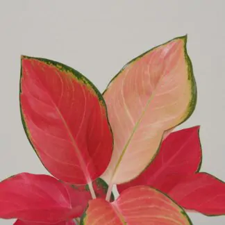 Aglaonema ‘Orange Star’ Aglaonema 'orange star' detail dopisu