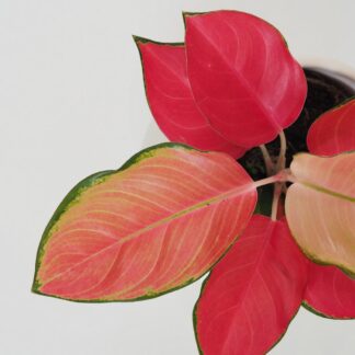 Aglaonema ‘Orange Star’ Aglaonema 'orange star' dopis