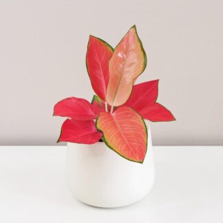Aglaonema 'orange star'