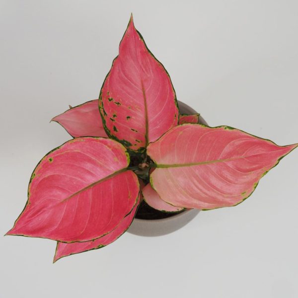 aglaonema 'pink star' růžová rostlina
