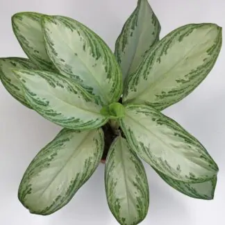 Aglaonema 'Silver Bay'