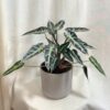Alocasia ‘Bambino Arrow’ velká Alocasia Bambino Arrow