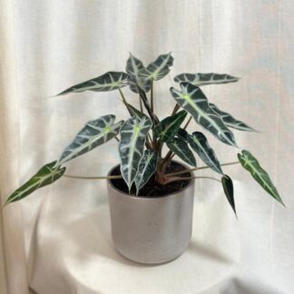 Alocasia Bambino Arrow