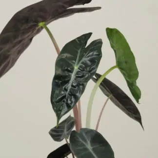 alocasia pink dragon 2a plantizia Plantizia.cz