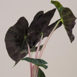 alocasia pink dragon 4 plantizia Plantizia.cz