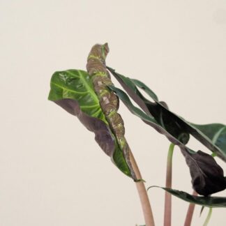 Alocasia ‘Pink Dragon’ alocasia pink dragon 5 plantizia Plantizia.cz