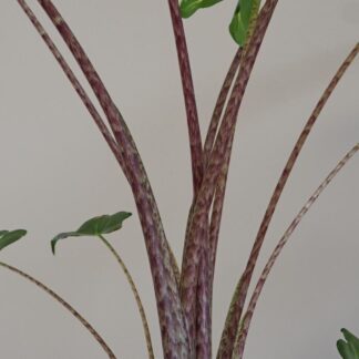 Alocasia ‘Sarian’ alocasia sarian 3 plantizia Plantizia.cz