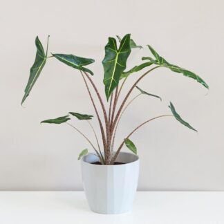 Alocasia ‘Sarian’ alocasia sarian plantizia Plantizia.cz