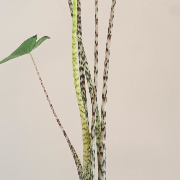 Alocasia Zebrina stonek