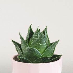 aloe vera drink wirkung Reiner Bio Aloe Vera Saft main image 1