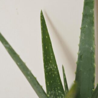 Aloe vera malé aloe vera 2 plantizia Plantizia.cz