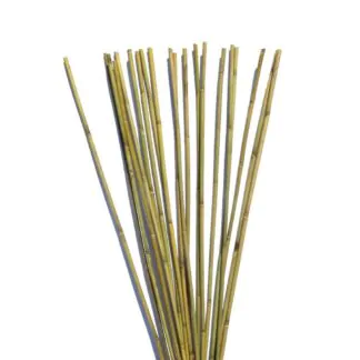 bambusova tyc k rostline