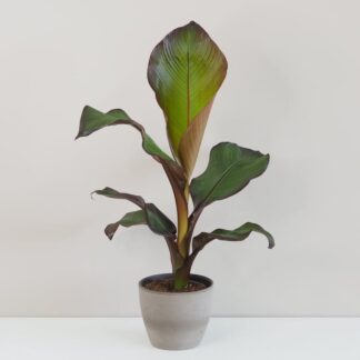 Banánovník ‘Ensete Maurelii’