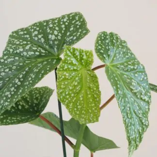 begonia corallina de lucerna 5 plantizia Plantizia.cz