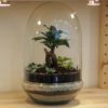 bonsai terarium kupole ficus florarium rostlinný svět plantarium