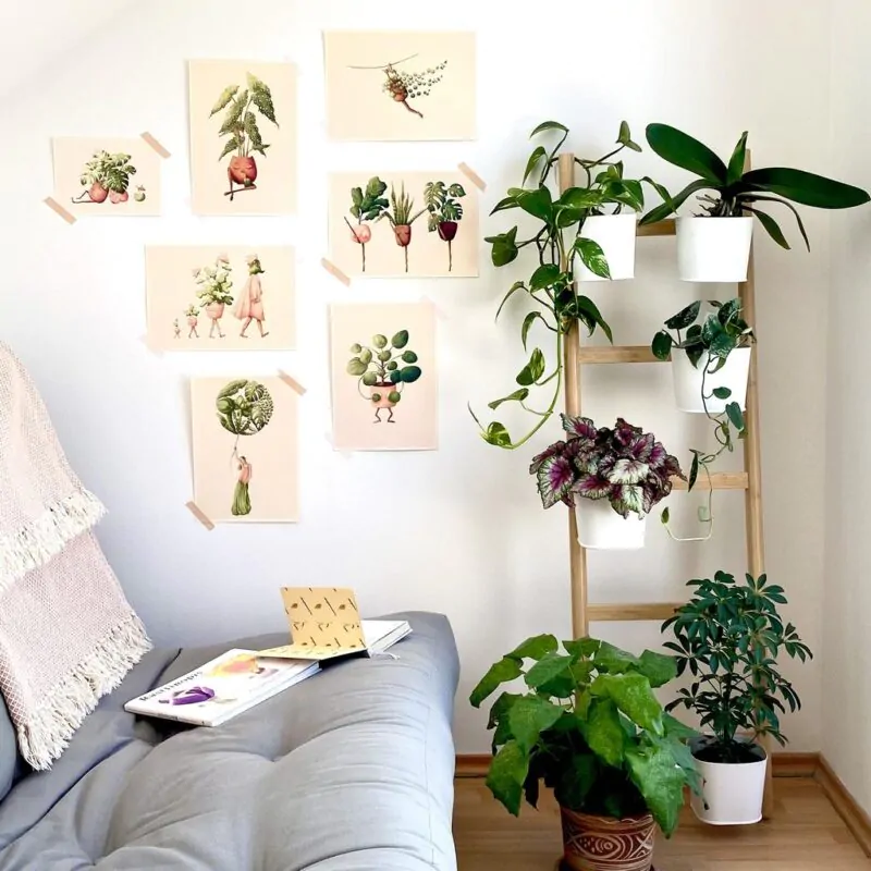 Botanická ilustrace Starček bez dozoru - Image 3