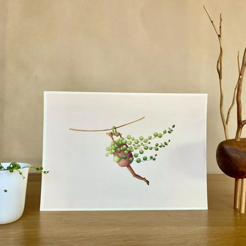 Botanická ilustrace Starček bez dozoru - Image 2