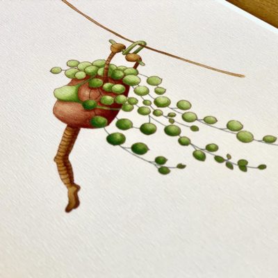 Botanická ilustrace Stařík bez dozoru wearewind