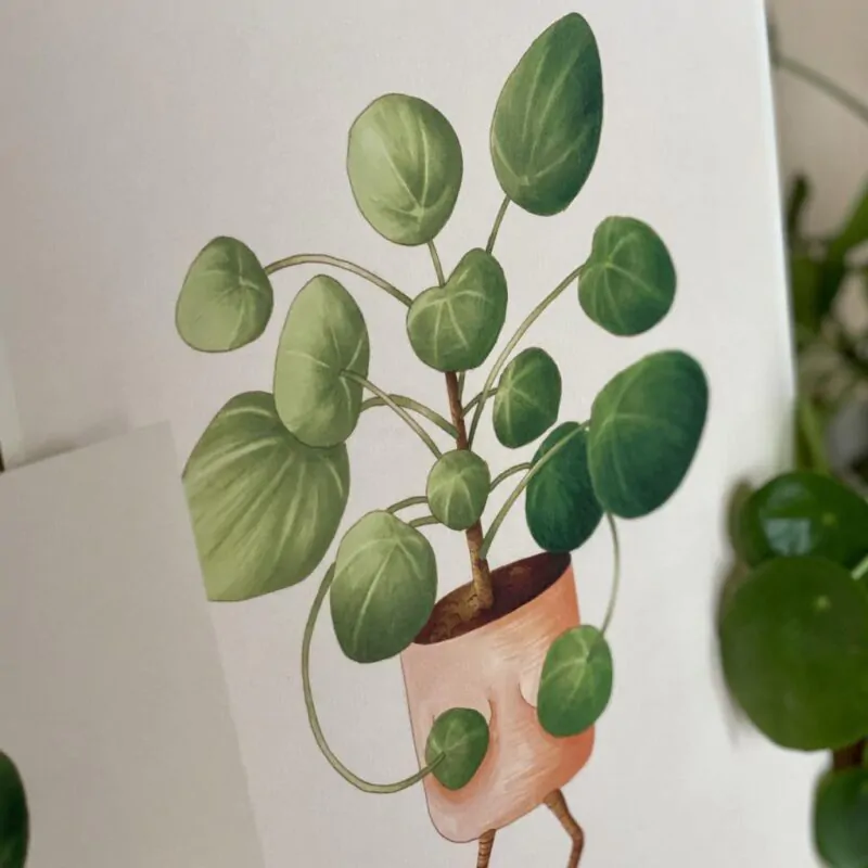 Botanická ilustrace Zahanbená pilea - Image 3